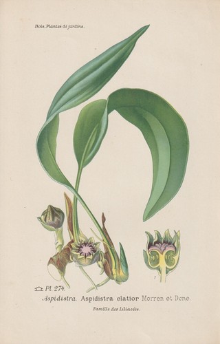 Palma calzolaio aspidistra - palma,