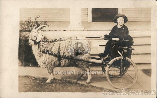 Carrello capra bambina
