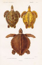 Testudo Caretta Tartarughe
