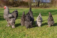 10 uova da cova Brahma