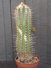 Copiapoa marginata (Chile) BIG