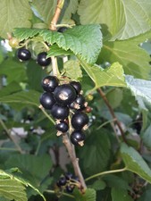 Pianta ribes nero - vaso, –