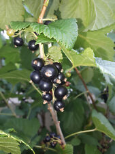 PIANTA RIBES NERO IN VASO – VARIETÀ TITANIA – MEDIO - FRUTTI DI BOSCO –DA PUGLIA