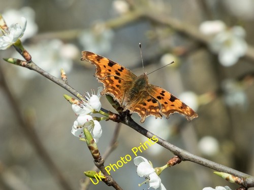 Photo 6x4 comma butterfly - photo,