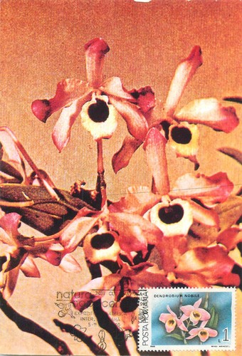 E0046 maxi card - romania, fiori