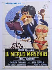 IL MERLO MASCHIO erotico Festa