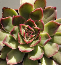 Echeveria green joy vaso - echeveria,