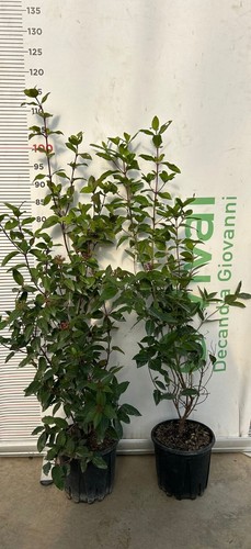 Piante viburno tinus v18 - viburno,