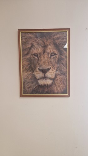 Quadro puzzle leone - quadro,