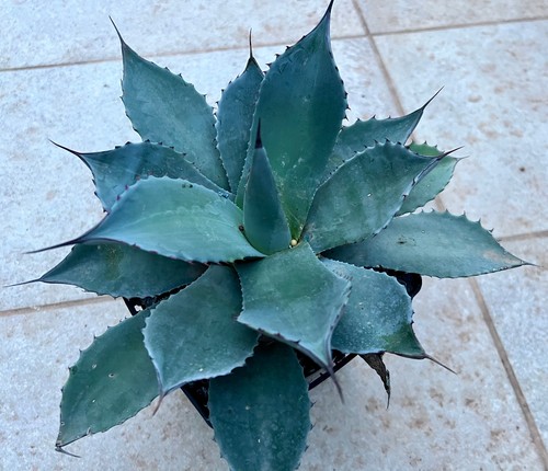 Agave parryi var troncata - var.,