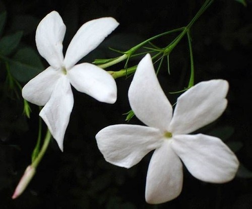 Pianta gelsomino siciliano - pianta,