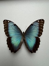 Morpho helenor vera farfalla