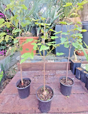 BRACHYCHITON BIDWILLII  little kurrajong succulent CAUDEX bonsai AUSTRALIA