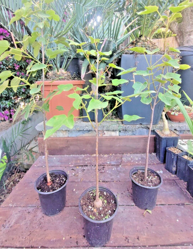 Brachychiton bidwillii little - brachychiton,