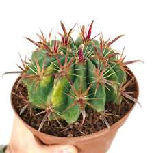 Ferocactus latispinus VARIEGATO - Cactus in botte con lingua del diavolo | Artiglio di corvo Ca