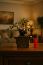 Carmona Retusa - Bonsai di Hokiantea Albero Vivente Misura Piccola