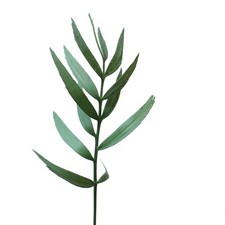 Encephalartos eugene maraisii PIANTINA - Eugene-Marais-Palma | Waterberg-Zykade