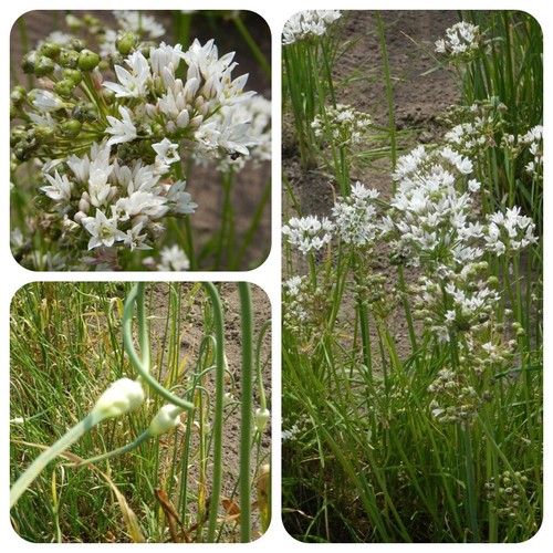 Aglio reciso allium tuberosum - aglio,