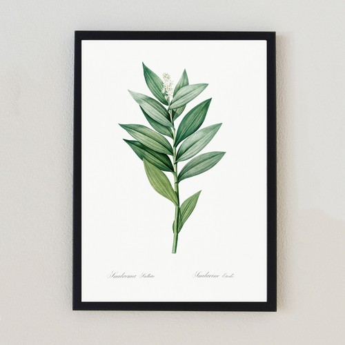 Illustrazione pianta vintage