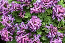 50 semi Corydalis Yanhusuo