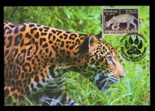 HONDURAS 2019 Maximum Card -
