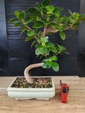 bonsai   ficus panda h 43 cm