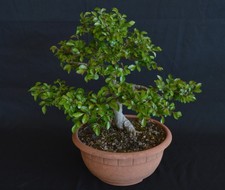 BONSAI DI OLMO CINESE SHOHIN