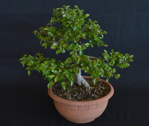 Bonsai olmo cinese - olmo,