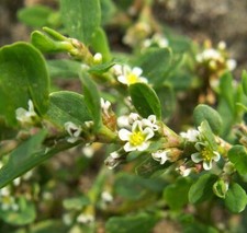 Polygonum aviculare seёds