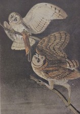Audubon Octavo 1° Edizione Barn Owl Pl. Stampa targa libro 34 "Birds of America"
