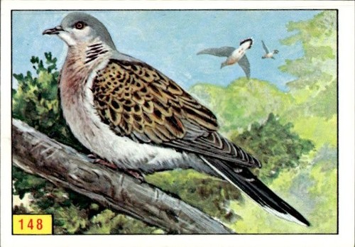 Figurina uccelli panini - uccelli, ed.panini