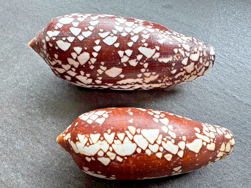 Conus aulicus darioconus - conus,