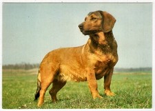 AK Cani, Cartolina / Alpine-Erzgebirge Dachsbracke 