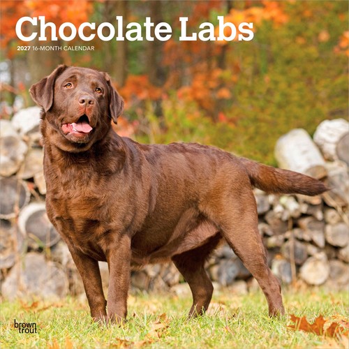 Chocolate labrador retriever - retriever, |