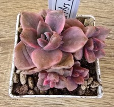 Graptoveria Mrs Richards/Gyspy