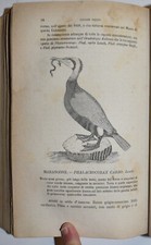 ORNITOLOGIA ITALIANA - fig. 1873 - Savi - uccelli - XILOGRAFIE - 3 volumi