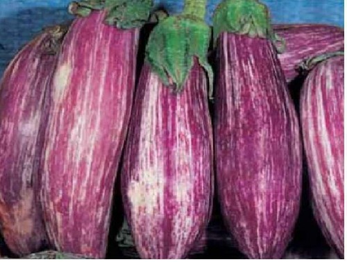 300 semi melanzana - 300,