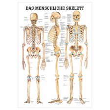 Scheletro umano poster - lo,