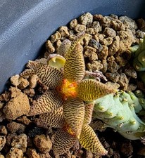 1 Talea senza Radici