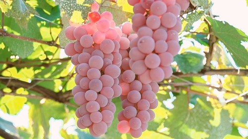 Uva rosa giapponese pink - giapponese,