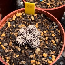 1PZ 3-4cm Cactis Mammillaria