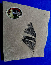 PIANTA FOSSILE DREPANOCARPUS