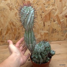 Euphorbia horrida Vaso 10 cm
