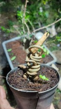 bonsai tree material twisting