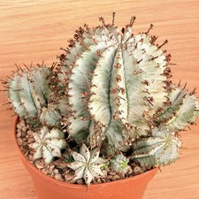 Euphorbia horrida 'snow flake'