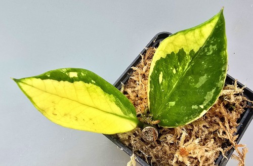 Zamioculcas zamiifolia aurea - zamioculcas,