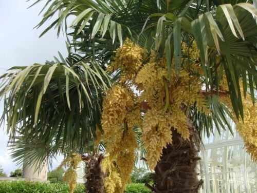 Semi palma trachycarpus - 10,