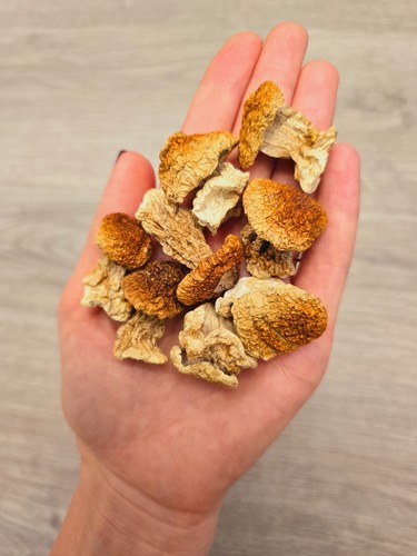 Funghi porcini interi