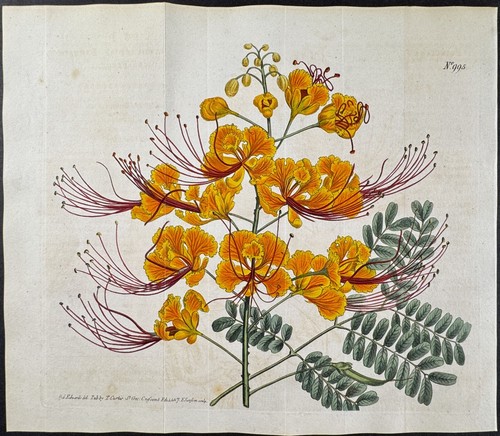 Curtis recinzione fiore - recinzione,