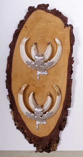 Bellissimi trofeo denti - denti, di